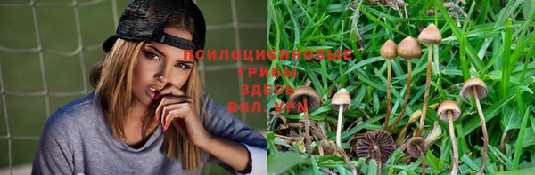 PSILOCYBIN Алзамай