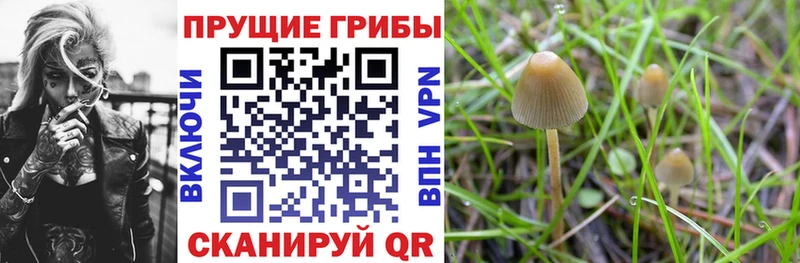 купить наркотик Кудрово Псилоцибиновые грибы мицелий